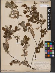 Foto von Salix aurita L.